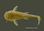 Microglanis poecilus FMNH 46365 holo d